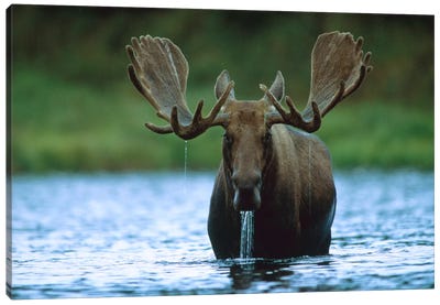 Moose Male Raising Its Head While Feeding On The Bottom Of A Lake, North America Canvas Art Print - Moose Art