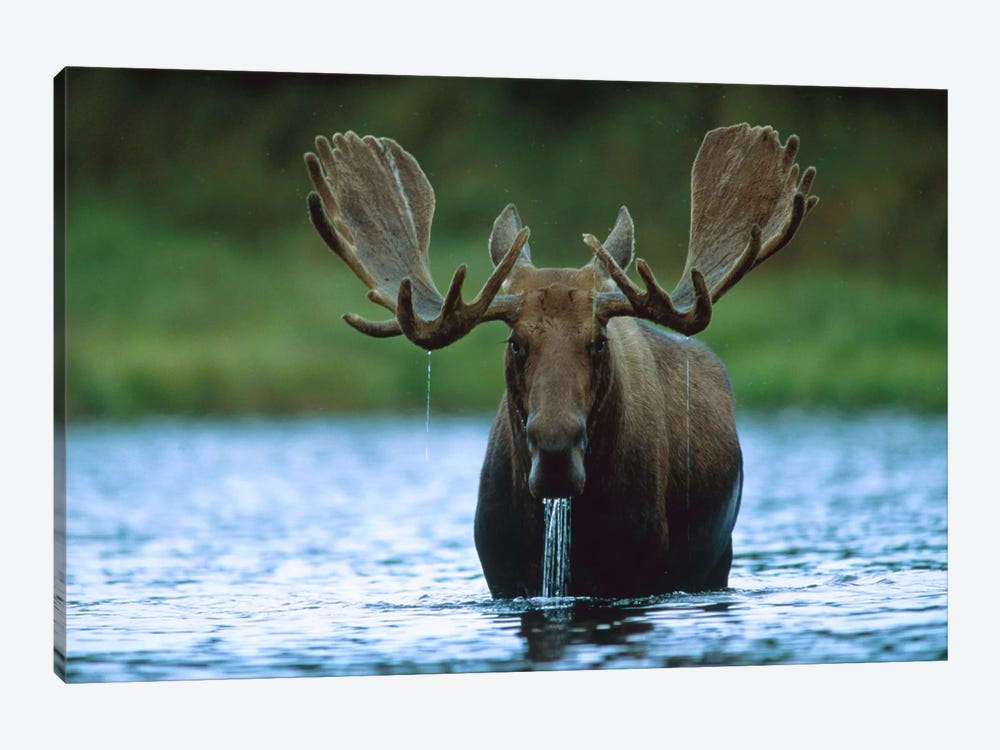 Moose Male Raising Its Head While Feeding On The Bottom Of A Lake, North America by Tim Fitzharris 1-piece Canvas Artwork