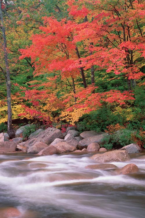 Autumn Along Swift River, White Mountains National Forest, New Hampshire - Vertical