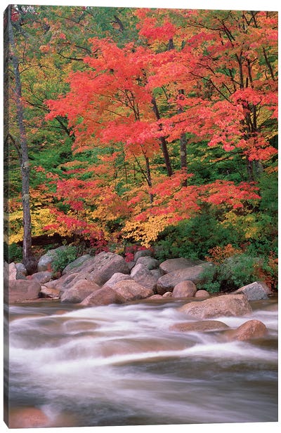 Autumn Along Swift River, White Mountains National Forest, New Hampshire - Vertical Canvas Art Print