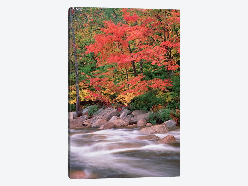 Autumn Along Swift River, White Mountains National Forest, New Hampshire - Vertical by Tim Fitzharris 1-piece Canvas Art Print