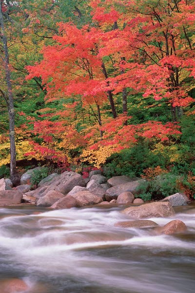 New Hampshire: Autumn Along Swift River, White Mountains National Forest, New Hampshire - Vertical by Tim Fitzharris