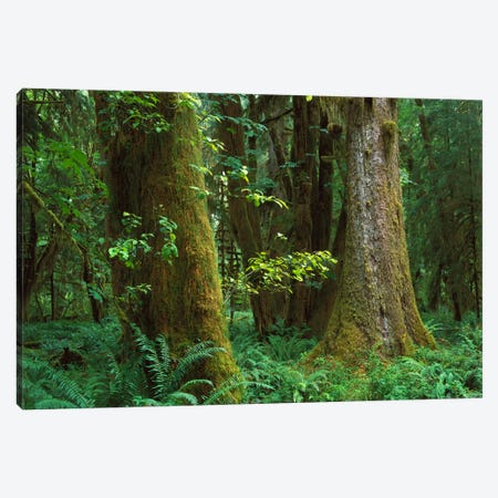 Moss-Covered Trees And Dense Undergrowth In The Hoh Temperate Rainforest, Olympic National Park, Washington Canvas Print #TFI624} by Tim Fitzharris Art Print
