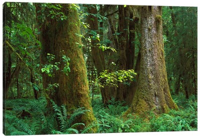 Moss-Covered Trees And Dense Undergrowth In The Hoh Temperate Rainforest, Olympic National Park, Washington Canvas Art Print