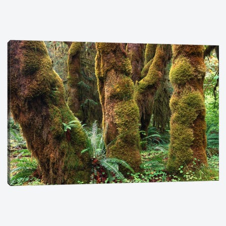 Mossy Big-Leaf Maples, Hoh Rainforest, Olympic National Park, Washington Canvas Print #TFI625} by Tim Fitzharris Canvas Print