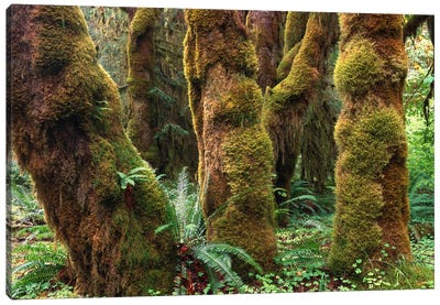 Mossy Big-Leaf Maples, Hoh Rainforest, Olympic National Park, Washington Canvas Art Print - Olympic National Park Art