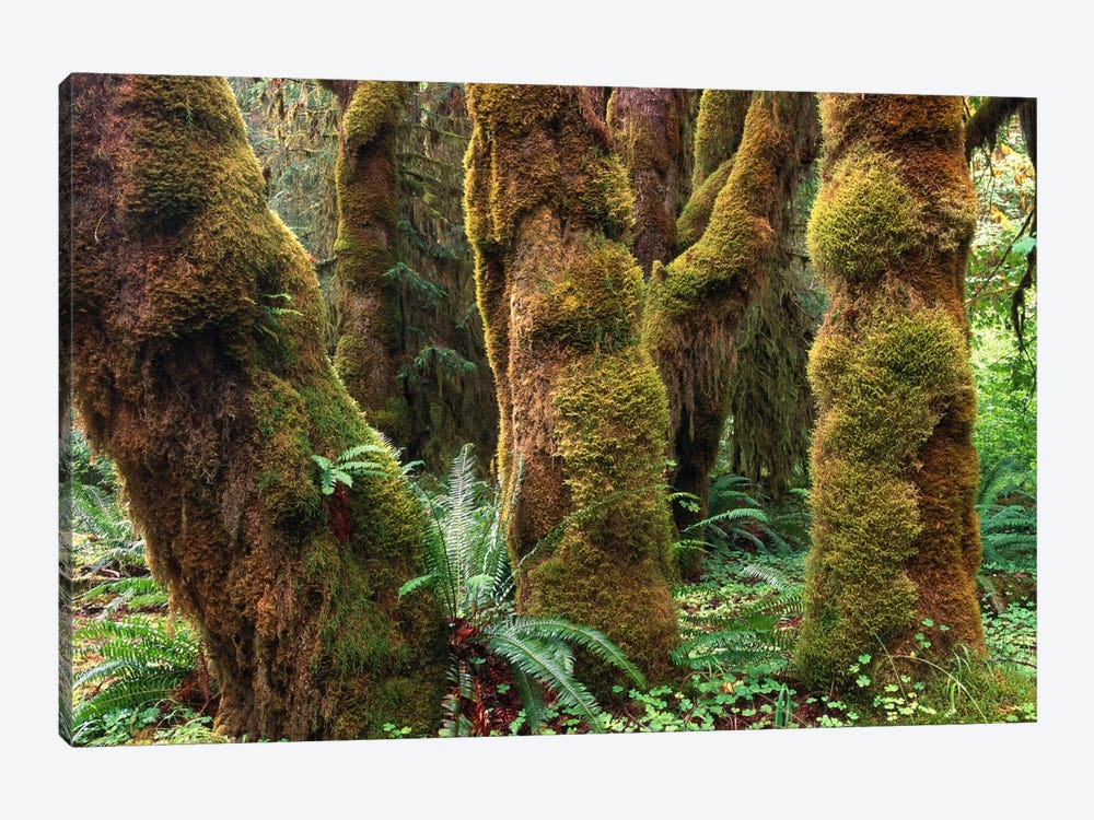 Mossy Big-Leaf Maples, Hoh Rainforest, Olympic National Park, Washington by Tim Fitzharris 1-piece Canvas Print