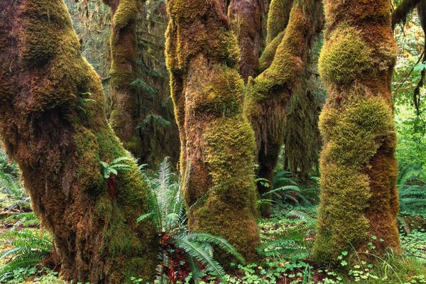 Maple Trees: Mossy Big-Leaf Maples, Hoh Rainforest, Olympic National Park, Washington by Tim Fitzharris