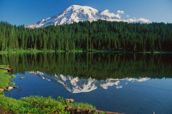 Evergreen Trees: Mount Rainier And Reflection Lake, Mount Rainier National Park, Washington I by Tim Fitzharris