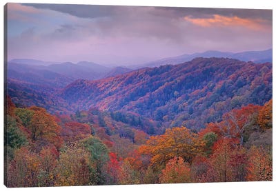 Autumn Deciduous Forest, Great Smoky Mountains National Park, Tennessee Canvas Art Print - Mist & Fog Art