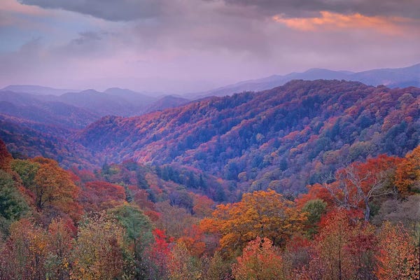 Tim Fitzharris: Autumn Deciduous Forest, Great Smoky Mountains National Park, Tennessee by Tim Fitzharris