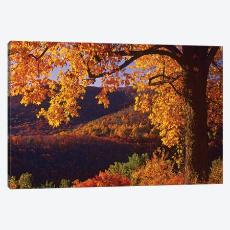 Autumn Deciduous Forest, Shenandoah National Park, Virginia Canvas Print #TFI64} by Tim Fitzharris Art Print