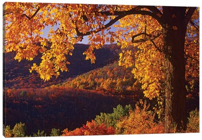 Autumn Deciduous Forest, Shenandoah National Park, Virginia Canvas Art Print - Virginia Art