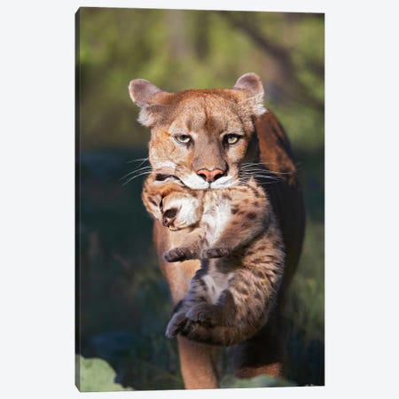 Mountain Lion Mother Carrying Cub In Her Mouth, North America Canvas Print #TFI651} by Tim Fitzharris Canvas Print