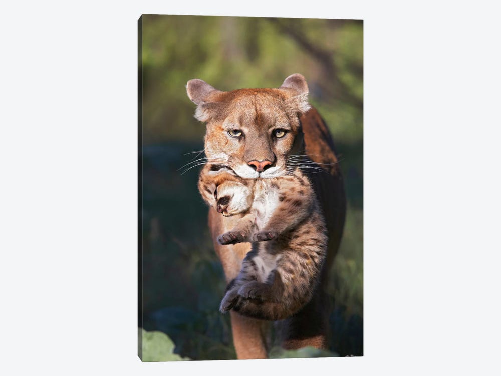 Mountain Lion Mother Carrying Cub In Her Mouth, North America 1-piece Canvas Wall Art