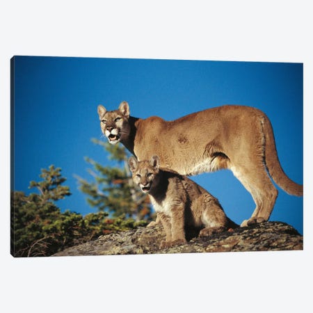 Mountain Lion Mother With Kitten, North America Canvas Print #TFI652} by Tim Fitzharris Canvas Print