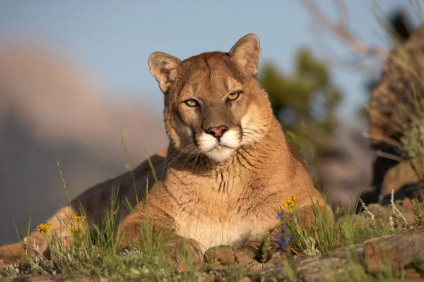 Minden Pictures: Mountain Lion Portrait, North America II by Tim Fitzharris