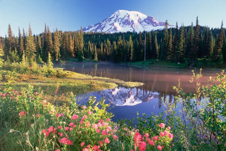 Mt Rainier And Wildflowers At Reflection Lake, Mt Rainier National Park, Washington