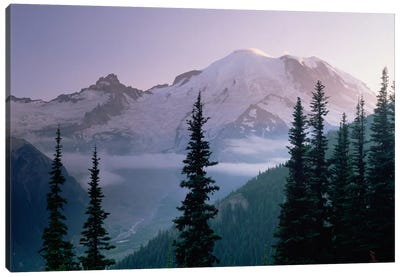 Mt Rainier As Seen At Sunrise, Mt Rainier National Park, Washington I Canvas Art Print - Pine Trees