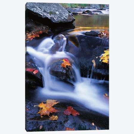 Autumn Leaves In Little River, Great Smoky Mountains National Park, Tennessee - Vertical Canvas Print #TFI66} by Tim Fitzharris Canvas Art Print