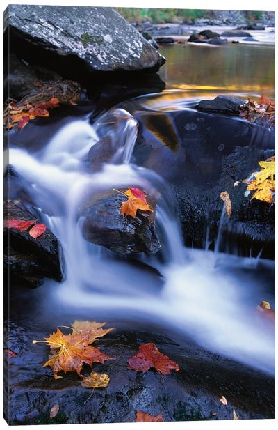 Autumn Leaves In Little River, Great Smoky Mountains National Park, Tennessee - Vertical Canvas Art Print - Great Smoky Mountains National Park