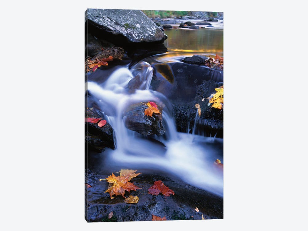 Autumn Leaves In Little River, Great Smoky Mountains National Park, Tennessee - Vertical 1-piece Canvas Art