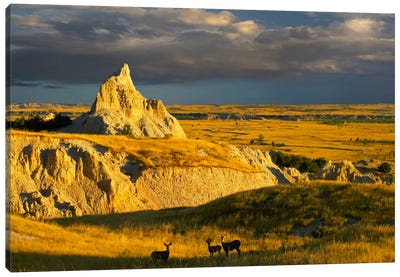 Mule Deer Trio In The Grasslands Of Badlands National Park, South Dakota Canvas Art Print - South Dakota Art