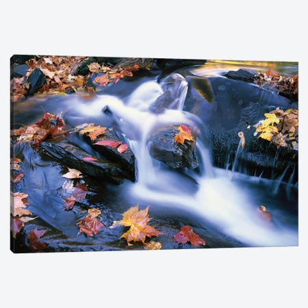 Autumn Leaves In Little River, Great Smoky Mountains National Park, Tennessee - Horizontal Canvas Print #TFI67} by Tim Fitzharris Art Print