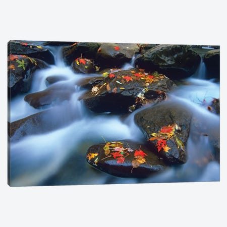 Autumn Leaves On Wet Boulders In Stream, Great Smoky Mountains National Park, North Carolina Canvas Print #TFI68} by Tim Fitzharris Canvas Wall Art