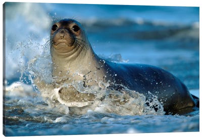 Northern Elephant Seal Female In Splashing Surf, North America Canvas Art Print - Seals