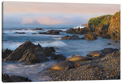 Northern Elephant Seal Group Resting On The Beach, Point Piedras Blancas, California Canvas Art Print - Seal Art