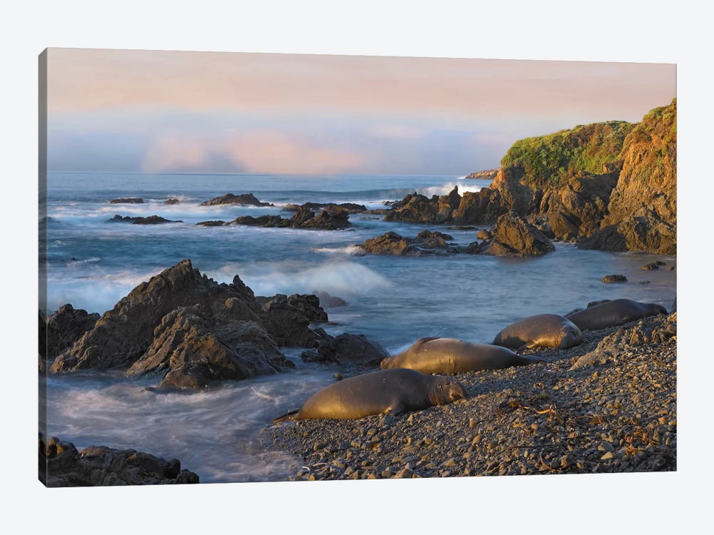 Northern Elephant Seal Group Resting On The Beach, Point Piedras Blancas, California by Tim Fitzharris 1-piece Canvas Wall Art