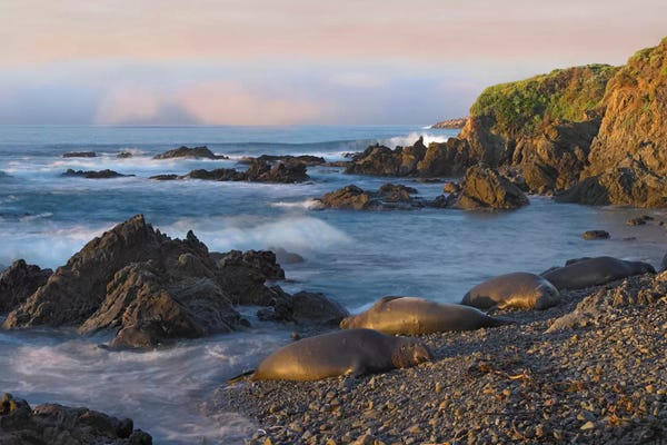 Seals & Sea Lions: Northern Elephant Seal Group Resting On The Beach, Point Piedras Blancas, California by Tim Fitzharris