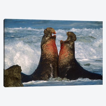 Northern Elephant Seal Males Fighting, California Canvas Print #TFI695} by Tim Fitzharris Canvas Wall Art