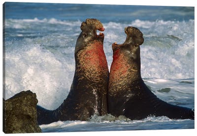 Northern Elephant Seal Males Fighting, California Canvas Art Print - Seals