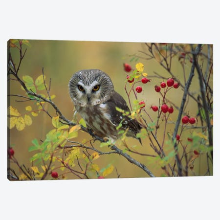 Northern Saw-Whet Owl Perching In A Wild Rose Bush, British Columbia, Canada I Canvas Print #TFI696} by Tim Fitzharris Canvas Art