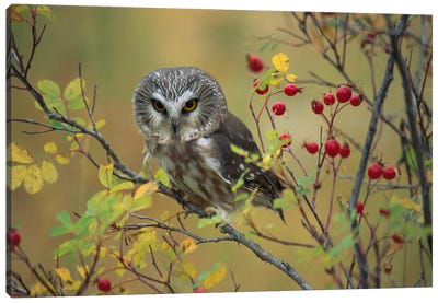 Northern Saw-Whet Owl Perching In A Wild Rose Bush, British Columbia, Canada I Canvas Art Print - British Columbia Art