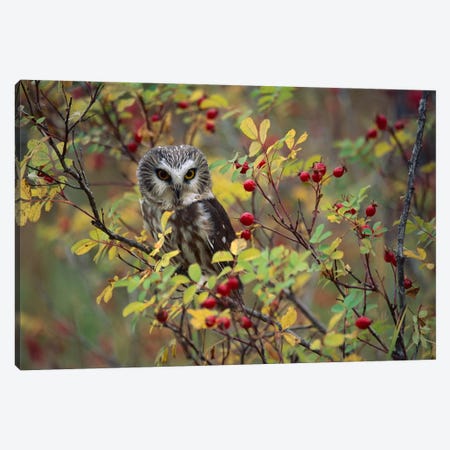 Northern Saw-Whet Owl Perching In A Wild Rose Bush, British Columbia, Canada II Canvas Print #TFI697} by Tim Fitzharris Canvas Art