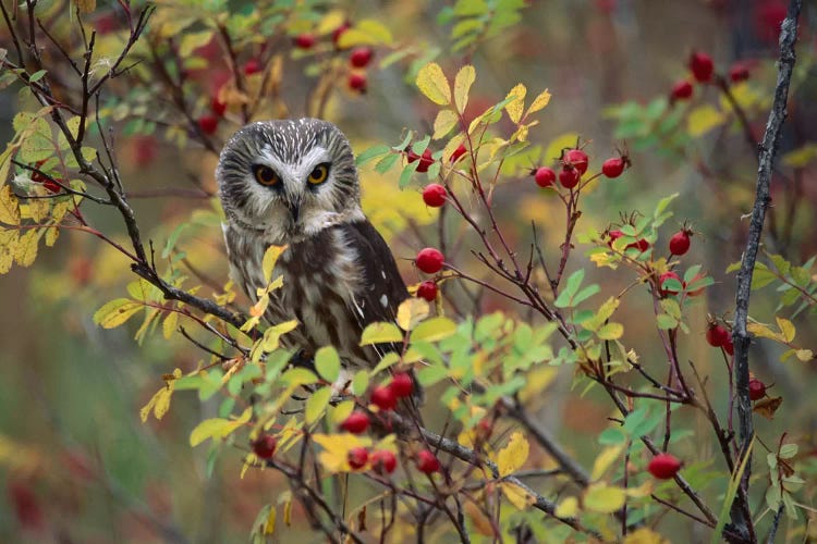 Northern Saw-Whet Owl Perching In A Wild Rose Bush, British Columbia, Canada II