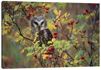 Northern Saw-Whet Owl Perching In A Wild Rose Bush, British Columbia, Canada II Canvas Art Print - Canada