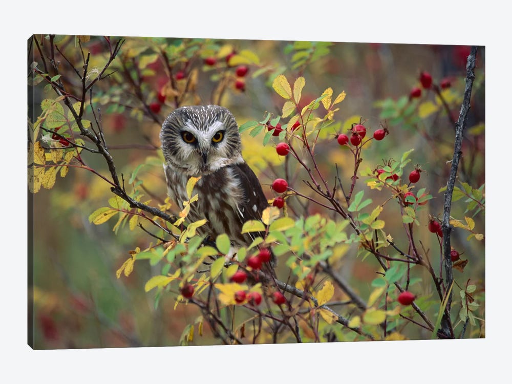 Northern Saw-Whet Owl Perching In A Wild Rose Bush, British Columbia, Canada II by Tim Fitzharris 1-piece Canvas Artwork