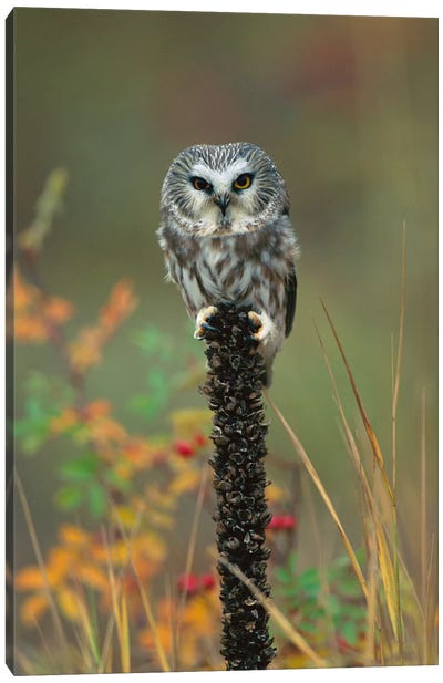 Northern Saw-Whet Owl Perching On Post, British Columbia, Canada Canvas Art Print - British Columbia Art