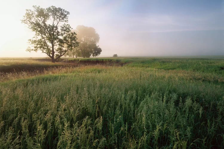 Oak Trees Shrouded In Fog, Tallgrass Prairie In Flint Hills Which Has Been Taken Over By Invasive Great Brome Grass, Kansas