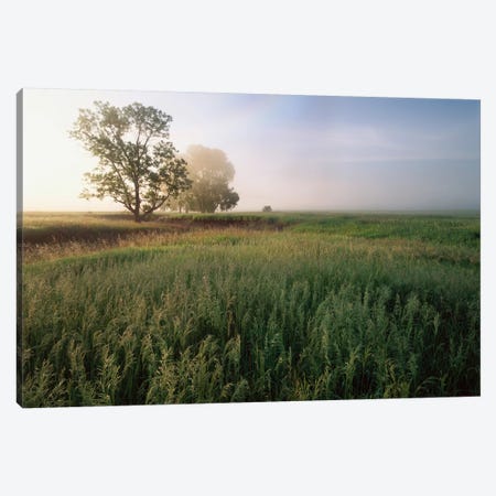 Oak Trees Shrouded In Fog, Tallgrass Prairie In Flint Hills Which Has Been Taken Over By Invasive Great Brome Grass, Kansas Canvas Print #TFI705} by Tim Fitzharris Canvas Wall Art