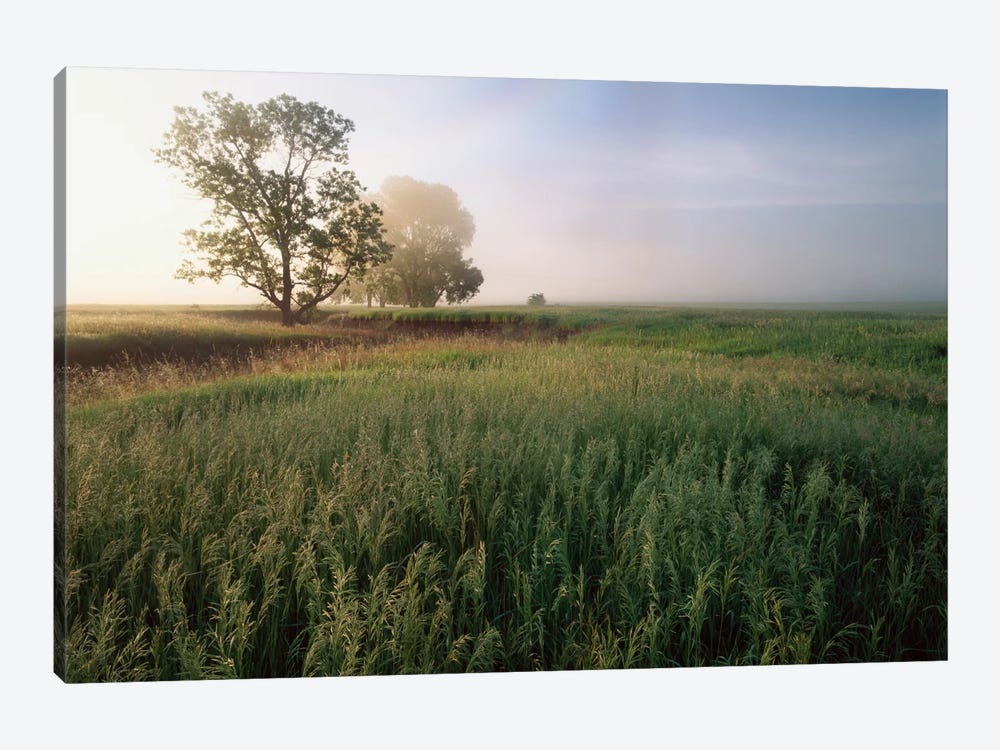 Oak Trees Shrouded In Fog, Tallgrass Prairie In Flint Hills Which Has Been Taken Over By Invasive Great Brome Grass, Kansas by Tim Fitzharris 1-piece Canvas Artwork
