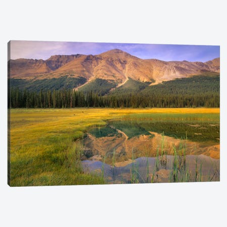 Observation Peak And Coniferous Forest Reflected In Pond, Banff National Park, Alberta, Canada Canvas Print #TFI706} by Tim Fitzharris Canvas Art