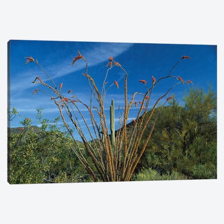 Ocotillo Saguaro And Palo Verde Greasewood Canvas Print #TFI713} by Tim Fitzharris Canvas Artwork