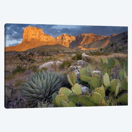 Opuntia Cactus And Agave Near El Capitan, Guadalupe Mountains National Park, Chihuahuan Desert, Texas Canvas Print #TFI719} by Tim Fitzharris Canvas Art