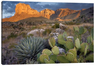Opuntia Cactus And Agave Near El Capitan, Guadalupe Mountains National Park, Chihuahuan Desert, Texas Canvas Art Print - Cactus Art
