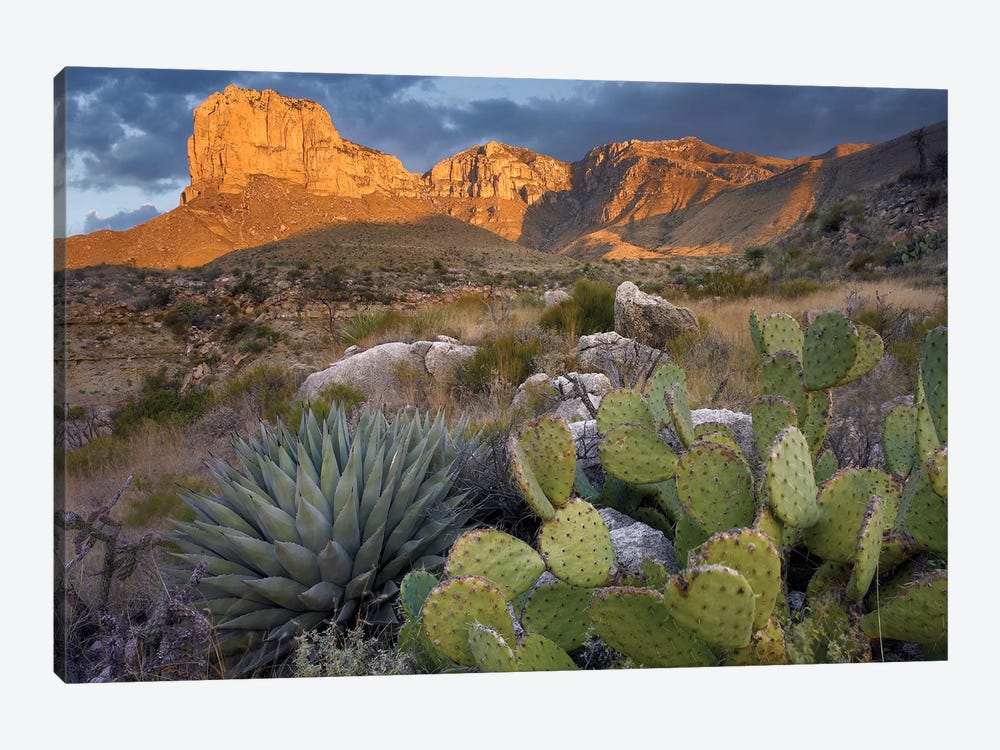 Opuntia Cactus And Agave Near El Capitan, Guadalupe Mountains National Park, Chihuahuan Desert, Texas by Tim Fitzharris 1-piece Canvas Print